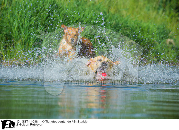 2 Golden Retriever / 2 Golden Retriever / SST-14088