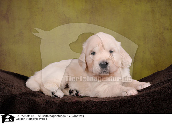 Golden Retriever Welpe / Golden Retriever Puppy / YJ-09172