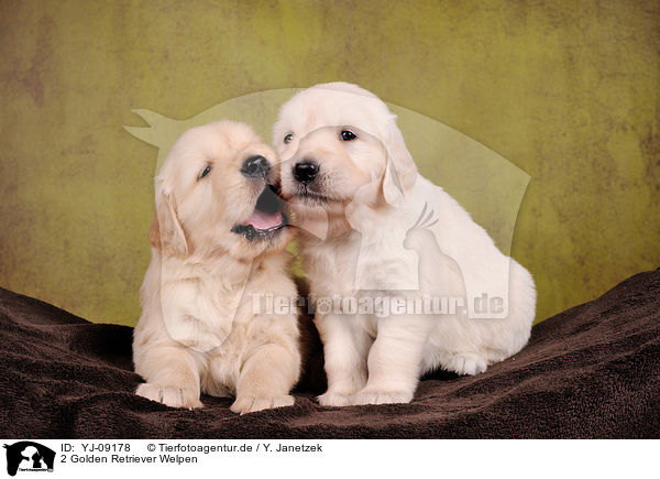 2 Golden Retriever Welpen / 2 Golden Retriever Puppies / YJ-09178