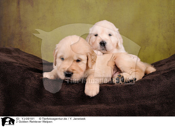 2 Golden Retriever Welpen / 2 Golden Retriever Puppies / YJ-09181