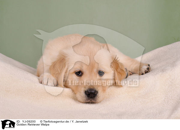 Golden Retriever Welpe / Golden Retriever Puppy / YJ-09200