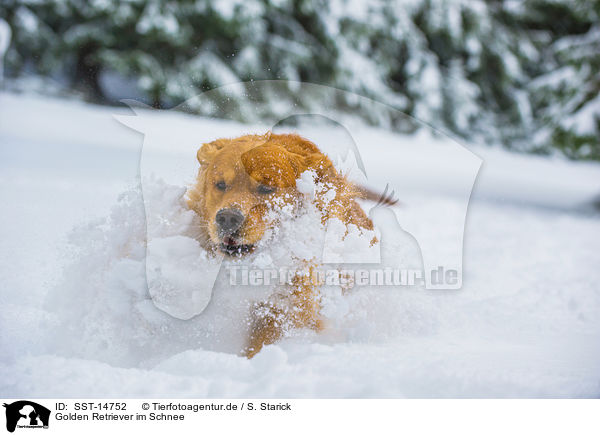 Golden Retriever im Schnee / SST-14752