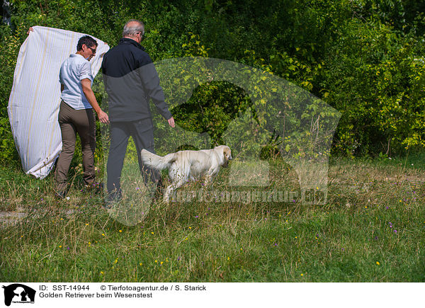 Golden Retriever beim Wesenstest / Golden Retriever at character testing / SST-14944