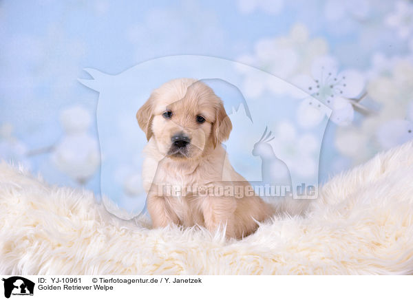 Golden Retriever Welpe / YJ-10961