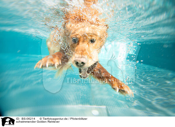 schwimmender Golden Retriever / BS-06214