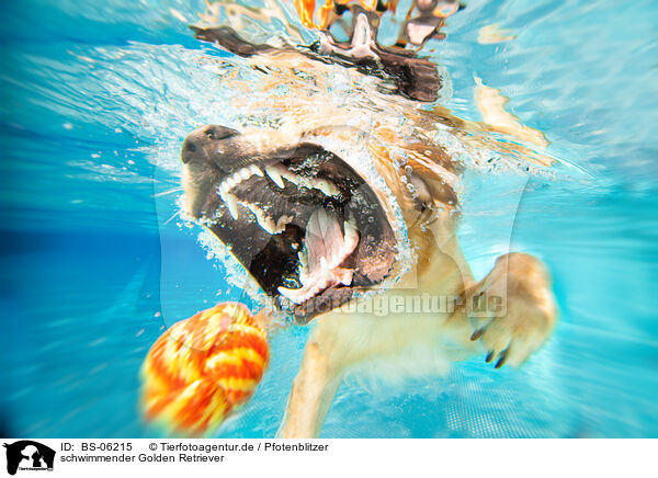 schwimmender Golden Retriever / BS-06215