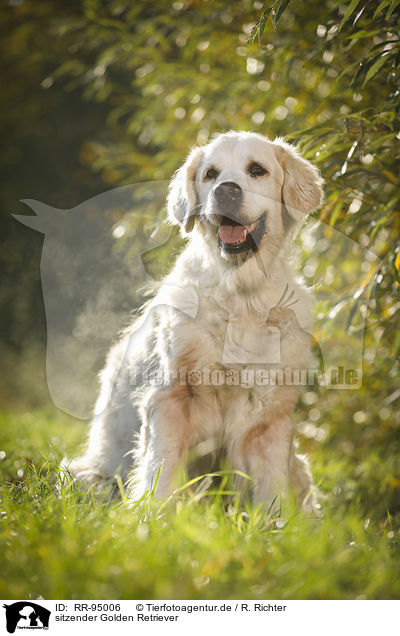 sitzender Golden Retriever / sitting Golden Retriever / RR-95006