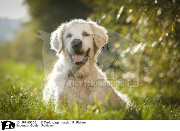 liegender Golden Retriever / lying Golden Retriever / RR-95009