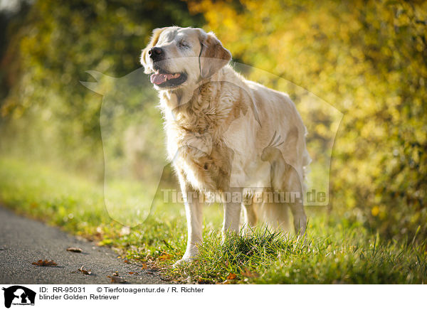 blinder Golden Retriever / blind Golden Retriever / RR-95031