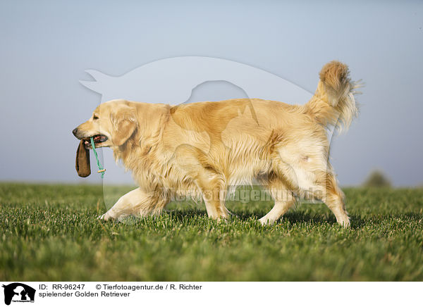 spielender Golden Retriever / playing Golden Retriever / RR-96247