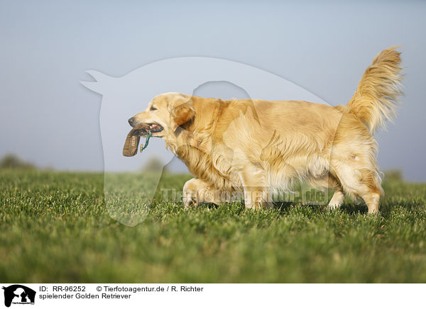 spielender Golden Retriever / playing Golden Retriever / RR-96252