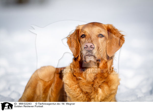 Golden Retriever Portrait / Golden Retriever Portrait / MW-02283