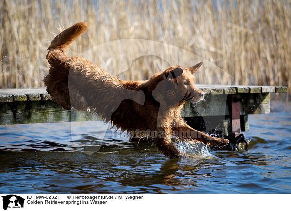 Golden Retriever springt ins Wasser / Golden Retriever jumps into the water / MW-02321