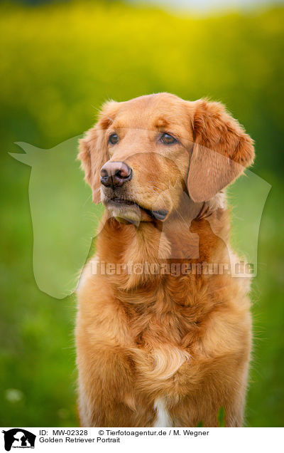 Golden Retriever Portrait / Golden Retriever Portrait / MW-02328