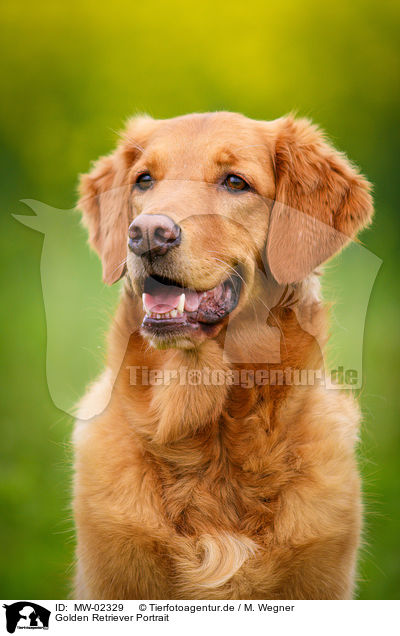 Golden Retriever Portrait / Golden Retriever Portrait / MW-02329