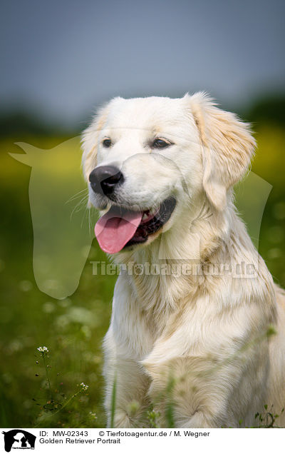 Golden Retriever Portrait / Golden Retriever Portrait / MW-02343