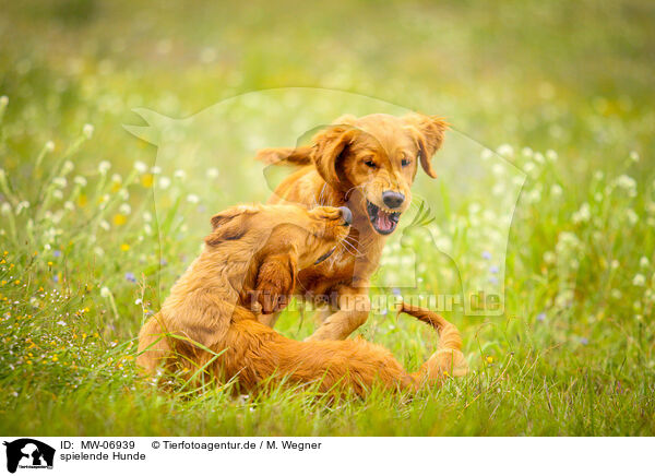 spielende Hunde / playing dogs / MW-06939