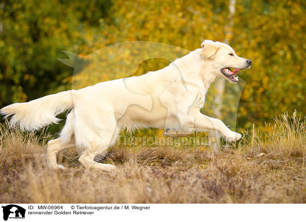 rennender Golden Retriever / running Golden Retriever / MW-06964