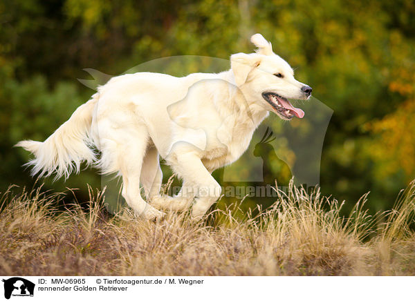 rennender Golden Retriever / running Golden Retriever / MW-06965