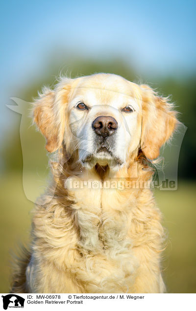 Golden Retriever Portrait / Golden Retriever Portrait / MW-06978