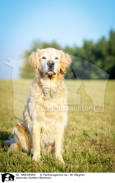 sitzender Golden Retriever / sitting Golden Retriever / MW-06980