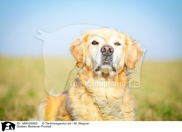 Golden Retriever Portrait / Golden Retriever Portrait / MW-06982