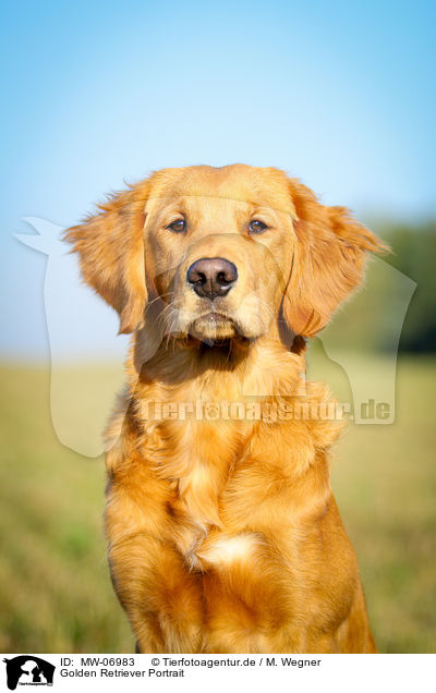 Golden Retriever Portrait / Golden Retriever Portrait / MW-06983