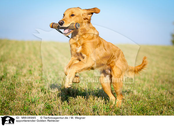 apportierender Golden Retriever / retrieving Golden Retriever / MW-06985