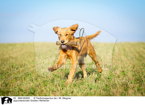 apportierender Golden Retriever / retrieving Golden Retriever / MW-06990