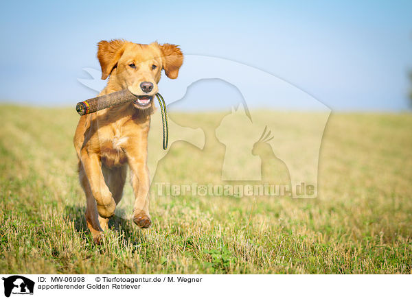 apportierender Golden Retriever / retrieving Golden Retriever / MW-06998