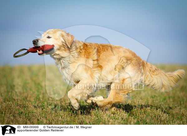 apportierender Golden Retriever / retrieving Golden Retriever / MW-06999