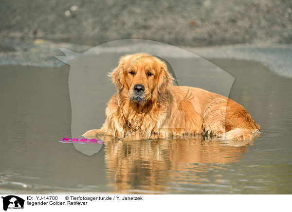 liegender Golden Retriever / lying Golden Retriever / YJ-14700