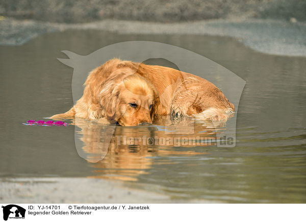 liegender Golden Retriever / lying Golden Retriever / YJ-14701