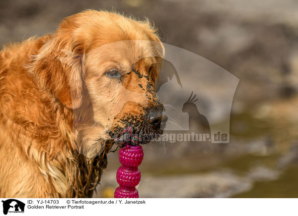 Golden Retriever Portrait / Golden Retriever Portrait / YJ-14703