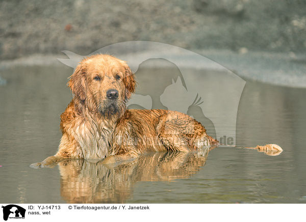 nass, wet / lying Golden Retriever / YJ-14713