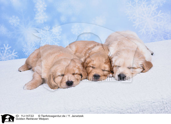 Golden Retriever Welpen / Golden Retriever Puppies / YJ-14722