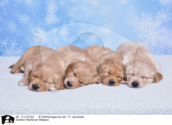 Golden Retriever Welpen / Golden Retriever Puppies / YJ-14723