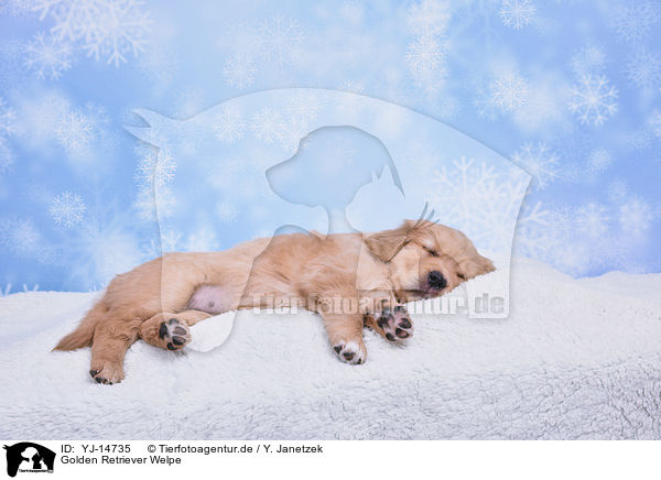 Golden Retriever Welpe / Golden Retriever Puppy / YJ-14735