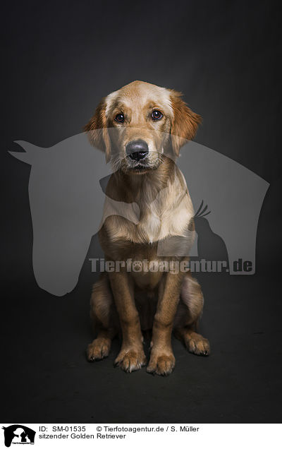 sitzender Golden Retriever / sitting Golden Retriever / SM-01535