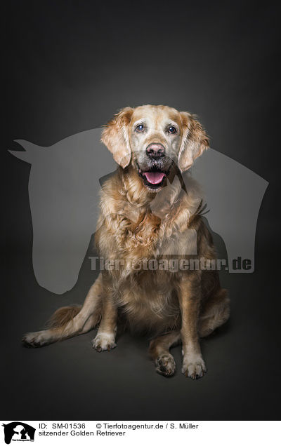 sitzender Golden Retriever / sitting Golden Retriever / SM-01536