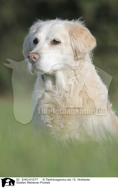 Golden Retriever Portrait / Golden Retriever Portrait / EHO-01077