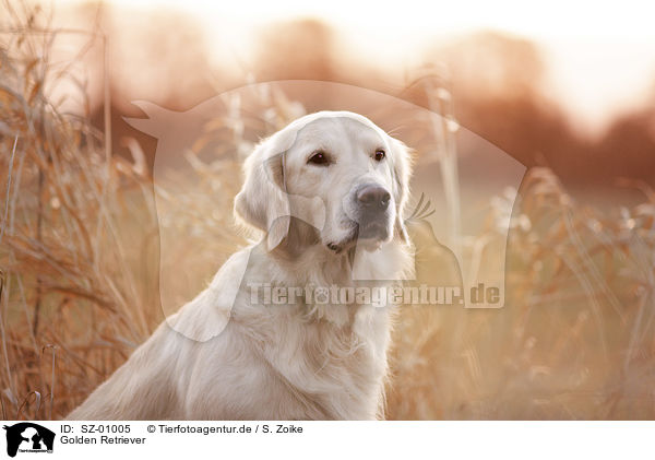 Golden Retriever / Golden Retriever / SZ-01005