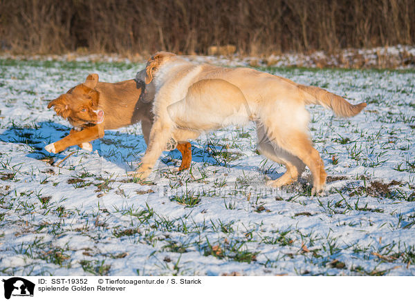 spielende Golden Retriever / playing Golden Retriever Dog / SST-19352