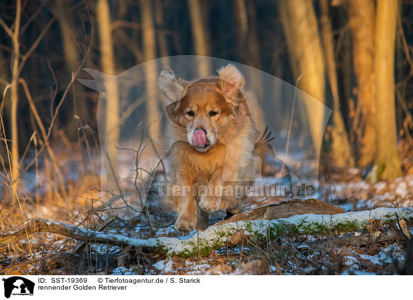 rennender Golden Retriever / running Golden Retriever Dog / SST-19369