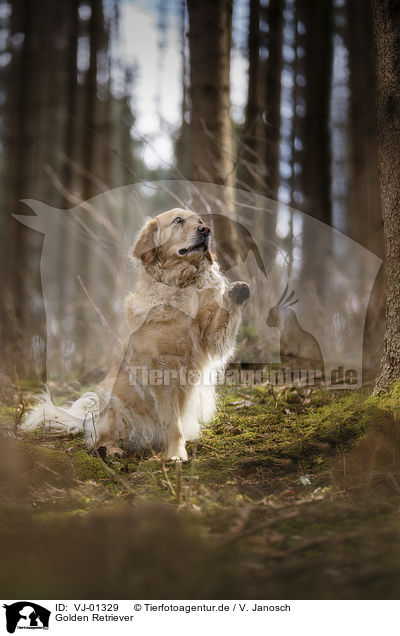 Golden Retriever / Golden Retriever / VJ-01329