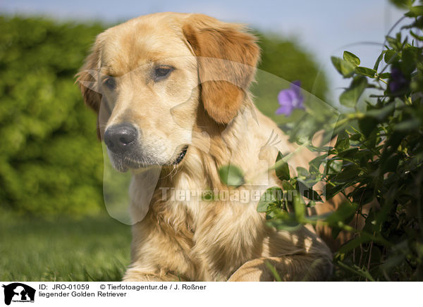 liegender Golden Retriever / lying Golden Retriever / JRO-01059