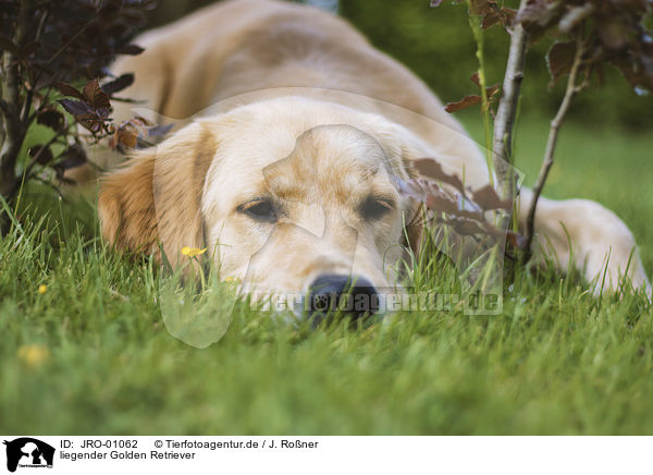 liegender Golden Retriever / lying Golden Retriever / JRO-01062