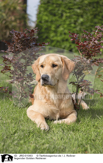 liegender Golden Retriever / lying Golden Retriever / JRO-01063