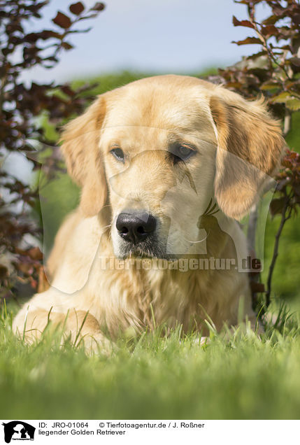 liegender Golden Retriever / lying Golden Retriever / JRO-01064