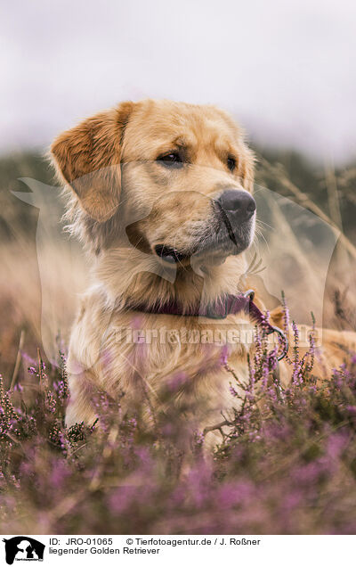 liegender Golden Retriever / lying Golden Retriever / JRO-01065